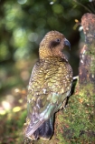 bird;birds;wildlife;native;feather;feathers;beak;beaks;nestor-notabilis;fauna;parrots