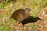Animal;animals;Avian;Beak;Bird;bird-watching;bird_watching;birds;eco-tourism;eco_tourism;ecotourism;Fauna;Feather;Gallirallus-australis;Kahurangi-National-Park;Karamea;national-park;national-parks;Natural;Nature;New-Zealand;Oparara-Basin;Ornithology;South-Island;Weka;wekas;West-Coast;Westland;wild;Wildlife;Wing