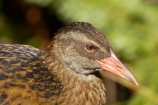 Animal;animals;Avian;Beak;Bird;bird-watching;bird_watching;birds;eco-tourism;eco_tourism;ecotourism;Fauna;Feather;Gallirallus-australis;Kahurangi-National-Park;Karamea;national-park;national-parks;Natural;Nature;New-Zealand;Oparara-Basin;Ornithology;South-Island;Weka;wekas;West-Coast;Westland;wild;Wildlife;Wing