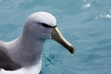 albatross;albatrosses;animal;animals;aquatic-bird;aquatic-birds;beak;beaks;bill;bills;bird;bird-watching;bird_watching;birds;coast;coastal;coasts;diomedea-cauta;diomedea-cauta-salvini;eco-tourism;eco_tourism;ecotourism;feather;feathers;kaikoura;marine;marine-bird;marine-birds;marinebird;marinebirds;marlborough;mollymawk;mollymawks;natural-history;nature;new-zealand;ocean;oceans;ornithology;pacific-ocean;salvins-albatross;salvins-albatrosses;salvins-mollymawk;salvins-mollymawks;salvini;salvins-albatross;salvins-albatrosses;salvins-mollymawk;salvins-mollymawks;sea;sea-bird;sea-birds;seabird;seabirds;shores;shy-albatross;shy-albatrosses;shy-mollymawk;shy-mollymawks;south-island;Thalassarche-cauta-salvini;Thalassarche-cauta-salvini;water-bird;water-birds;waterbird;waterbirds;wildlife
