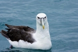 animal;animals;aquatic-bird;aquatic-birds;beak;beaks;bill;bills;bird;bird-watching;bird_watching;birds;coast;coastal;coasts;Diomedea-steadi;eco-tourism;eco_tourism;ecotourism;feather;feathers;kaikoura;marine;marine-bird;marine-birds;marinebird;marinebirds;marlborough;natural-history;nature;new-zealand;New-Zealand-White_capped-Mollym;New-Zealand-White_capped-Mollym;ocean;oceans;ornithology;pacific-ocean;sea;sea-bird;sea-birds;seabird;seabirds;shores;Shy-Albatross;Shy-Albatrosses;south-island;Thalassarche-steadi;water-bird;water-birds;waterbird;waterbirds;White_capped-Mollymawk;White_capped-Mollymawks;wildlife