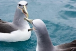 albatross;albatrosses;animal;animals;aquatic-bird;aquatic-birds;beak;beaks;bill;bills;bird;bird-watching;bird_watching;birds;coast;coastal;coasts;diomedea-cauta;diomedea-cauta-salvini;eco-tourism;eco_tourism;ecotourism;feather;feathers;kaikoura;marine;marine-bird;marine-birds;marinebird;marinebirds;marlborough;mollymawk;mollymawks;natural-history;nature;new-zealand;ocean;oceans;ornithology;pacific-ocean;salvins-albatross;salvins-albatrosses;salvins-mollymawk;salvins-mollymawks;salvini;salvins-albatross;salvins-albatrosses;salvins-mollymawk;salvins-mollymawks;sea;sea-bird;sea-birds;seabird;seabirds;shores;shy-albatross;shy-albatrosses;shy-mollymawk;shy-mollymawks;south-island;Thalassarche-cauta-salvini;Thalassarche-cauta-salvini;water-bird;water-birds;waterbird;waterbirds;wildlife