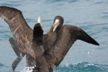 animal;animals;aquatic-bird;aquatic-birds;attack;attacking;beak;beaks;bill;bills;bird;bird-watching;bird_watching;birds;coast;coastal;coasts;eco-tourism;eco_tourism;ecotourism;feather;feathers;fight;fighting;giant-petrel;giant-petrels;kaikoura;Macronectes-giganteus;marine;marine-bird;marine-birds;marinebird;marinebirds;marlborough;natural-history;nature;nelly;new-zealand;northern-giant-petrel;northern-giant-petrels;ocean;oceans;ornithology;pacific-ocean;petrel;petrels;sea;sea-bird;sea-birds;seabird;seabirds;shores;south-island;water-bird;water-birds;waterbird;waterbirds;wildlife