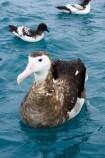 animal;animals;aquatic-bird;aquatic-birds;beak;beaks;bill;bills;bird;bird-watching;bird_watching;birds;coast;coastal;coasts;Diomedea;eco-tourism;eco_tourism;ecotourism;feather;feathers;juvenile;juveniles;kaikoura;marine;marine-bird;marine-birds;marinebird;marinebirds;marlborough;natural-history;nature;new-zealand;ocean;oceans;ornithology;pacific-ocean;sea;sea-bird;sea-birds;seabird;seabirds;shores;south-island;Wandering-Albatross;Wandering-Albatrosses;water-bird;water-birds;waterbird;waterbirds;wildlife