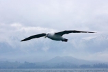 animal;animals;aquatic-bird;aquatic-birds;beak;beaks;bill;bills;bird;bird-watching;bird_watching;birds;coast;coastal;coasts;Diomedea-steadi;eco-tourism;eco_tourism;ecotourism;feather;feathers;kaikoura;marine;marine-bird;marine-birds;marinebird;marinebirds;marlborough;natural-history;nature;new-zealand;New-Zealand-White_capped-Mollym;New-Zealand-White_capped-Mollym;ocean;oceans;ornithology;pacific-ocean;sea;sea-bird;sea-birds;seabird;seabirds;shores;Shy-Albatross;Shy-Albatrosses;south-island;Thalassarche-steadi;water-bird;water-birds;waterbird;waterbirds;White_capped-Mollymawk;White_capped-Mollymawks;wildlife