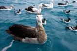animal;animals;aquatic-bird;aquatic-birds;beak;beaks;bill;bills;bird;bird-watching;bird_watching;birds;coast;coastal;coasts;Diomedea;eco-tourism;eco_tourism;ecotourism;feather;feathers;juvenile;juveniles;kaikoura;marine;marine-bird;marine-birds;marinebird;marinebirds;marlborough;natural-history;nature;new-zealand;ocean;oceans;ornithology;pacific-ocean;sea;sea-bird;sea-birds;seabird;seabirds;shores;south-island;Wandering-Albatross;Wandering-Albatrosses;water-bird;water-birds;waterbird;waterbirds;wildlife