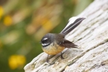 Animal;animals;avian;Beak;Bird;bird-watching;bird_watching;birds;eco-tourism;eco_tourism;ecotourism;Fantail;fantails;Fauna;Feather;flight;fly;flying;heritage-area;little;N.Z.;Natural;Nature;New-Zealand;NZ;Ornithology;Piwikawaka;Rhipidura-fuliginosa;S.I.;SI;small;South-Island;te-wahi-pounamu;te-wahipounamu;te-wahipounamu-south_west-new-zealand-world-heritage-area;West-Coast;Westland;wild;Wildlife;Wing;world-heirtage-site;world-heirtage-sites;world-heritage-area;world-heritage-areas
