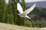 animal;animals;avian;Beak;bird;bird-watching;bird_watching;birds;Black_Fronted-Tern;Central-Otago;eco-tourism;eco_tourism;ecotourism;Fauna;Feather;flight;fly;flying;Lake-Dunstan;N.Z.;native-wildlife;Natural;Nature;New-Zealand;New-Zealand-NZ;Ornithology;S.I.;SI;South-Is;South-island;Sterna-albostriata;Tern;Terns;wild;wildlife;Wing