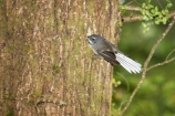 Animal;animals;avian;Beak;bird;bird-watching;bird_watching;birds;eco-tourism;eco_tourism;ecotourism;Fantail;Fauna;Feather;forest;forests;Greenstone-Valley;N.Z.;native-wildlife;Natural;Nature;New-Zealand;New-Zealand-NZ;Ornithology;Rhipidura-fuliginosa;S.I.;SI;South-Is;South-island;tree-trunk;wild;wildlife;Wing