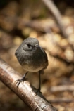 Animal;animals;avian;Beak;bird;bird-watching;bird_watching;birds;eco-tourism;eco_tourism;ecotourism;Fauna;Feather;forest;Greenstone-Valley;N.Z.;native-wildlife;Natural;Nature;New-Zealand-NZ;New-Zealand-Robin;Ornithology;Petroica-australis;robin;robins;S.I.;SI;South-Is;South-island;wild;wildlife;Wing