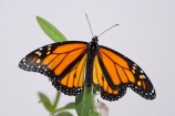 animal;animals;Asclepias;close_up;closeup;Danaus-plexippus;insect;insects;invertebrate;life-cycle;life_cycle;lifecycle;macro;metamorphosis;Milkweed;Monarch-Butterflies;Monarch-Butterfly;orange;Swan-Plant