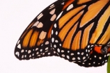 animal;animals;Asclepias;close_up;closeup;Danaus-plexippus;insect;insects;invertebrate;life-cycle;life_cycle;lifecycle;macro;metamorphosis;Monarch-Butterflies;Monarch-Butterfly;orange