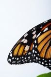 animal;animals;Asclepias;close_up;closeup;Danaus-plexippus;insect;insects;invertebrate;life-cycle;life_cycle;lifecycle;macro;metamorphosis;Monarch-Butterflies;Monarch-Butterfly;orange