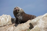 Arctocephalus-forsteri;coast;coastal;coastline;external-ears;fur;Fur-Seal;kaikoura;Kaikoura-Coast;mammal;mammals;marine;Marlborough;N.Z.;native;natural-history;nature;New-Zealand;New-Zealand-Fur-Seal;NZ;NZ-Fur-Seal;ocean;pointy-nose;S.I.;sea;seal;seals;SI;snout;South-Is.;South-Island;water;whiskers;wildife