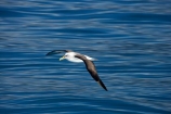 albatross;albatrosses;Animal;animals;Avian;Bird;bird-watching;bird_watching;birds;Bullers-Mollymawk;Bullers-Mollymawk;coastal;Diomedea-bulleri;eco-tourism;eco_tourism;ecotourism;feather;feathers;flight;fly;flying;glide;gliding;Kaikoura;marine;Marlborough;mollymawk;mollymawks;N.Z.;native;Natural;natural-history;Nature;new-zealand;NZ;ocean;Ornithology;rare;S.I.;sea;SI;soar;soaring;South-Is;South-Island;wild;wildlife;Wing;wings