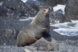 arctocephalus;Arctocephalus-forsteri;Cape-Palliser;coast;coastal;coastline;coastlines;coasts;foreshore;forsteri;fur;Fur-Seal;Fur-Seals;island;Lower-North-Island;N.I.;N.Z.;N.Z.-Fur-Seal;N.Z.-Fur-Seals;new;new-zealand;New-Zealand-Fur-Seal;New-Zealand-Fur-Seals;ngawi;NI;north;North-Is;north-is.;north-island;NZ;NZ-Fur-Seal;NZ-Fur-Seals;o8l6394;ocean;Palliser-Bay;sea;seal;seals;shore;shoreline;shorelines;shores;wairarapa;water;zealand