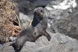 arctocephalus;Arctocephalus-forsteri;baby;Cape-Palliser;coast;coastal;coastline;coastlines;coasts;cub;cubs;foreshore;forsteri;fur;Fur-Seal;Fur-Seals;island;Lower-North-Island;N.I.;N.Z.;N.Z.-Fur-Seal;N.Z.-Fur-Seals;new;new-zealand;New-Zealand-Fur-Seal;New-Zealand-Fur-Seals;ngawi;NI;north;North-Is;north-is.;north-island;NZ;NZ-Fur-Seal;NZ-Fur-Seals;o8l6403;ocean;Palliser-Bay;sea;seal;seals;shore;shoreline;shorelines;shores;wairarapa;water;zealand