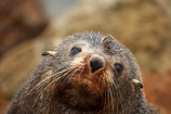 Animal;animals;Aramoana;arctocephalus;Arctocephalus-forsteri;Dunedin;eco-tourism;eco_tourism;ecotourism;Fauna;forsteri;fur;Fur-Seal;Fur-Seals;island;mammal;marine-mammals;N.Z.;N.Z.-Fur-Seal;N.Z.-Fur-Seals;Natural;Nature;new;New-Zealand;New-Zealand-Fur-Sea;New-Zealand-Fur-Seal;New-Zealand-Fur-Seals;NZ;NZ-Fur-Seal;NZ-Fur-Seals;Otago;Otago-Harbour;seal;seals;SI;South-Is;South-Island;wild;wildlife;zealand