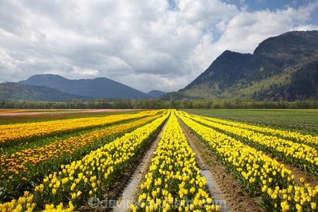 Agassiz;B.C.;BC;Bear-Mountain;bloom;blooming;blooms;British-Columbia;Canada;Canadian;color;colorful;colors;colour;colourful;colours;country;countryside;cultivation;farm;farming;farmland;farms;field;fields;flora;floral;flower;flower-farm;flower-farming;flower-farms;flowers;Fraser-Valley;fresh;garden;grow;growing;growth;horticulture;la-Colombie_Britannique;North-America;paddock;paddocks;renew;rural;Seabird-Island;season;seasonal;seasons;spring;springtime;tulip;tulip-bulb-growing;tulip-farm;tulip-farming;tulip-farms;tulip-field;Tulip-Fields;Tulipa-sp.;tulips;Tulips-of-the-Valley;yellow