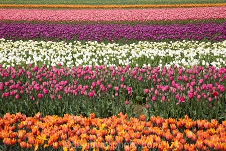 Agassiz;B.C.;BC;bloom;blooming;blooms;British-Columbia;Canada;Canadian;color;colorful;colors;colour;colourful;colours;country;countryside;cultivation;farm;farming;farmland;farms;field;fields;flora;floral;flower;flower-farm;flower-farming;flower-farms;flowers;Fraser-Valley;fresh;garden;grow;growing;growth;horticulture;la-Colombie_Britannique;North-America;orange;paddock;paddocks;pink;renew;rural;Seabird-Island;season;seasonal;seasons;spring;springtime;tulip;tulip-bulb-growing;tulip-farm;tulip-farming;tulip-farms;tulip-field;Tulip-Fields;Tulipa-sp.;tulips;Tulips-of-the-Valley;white