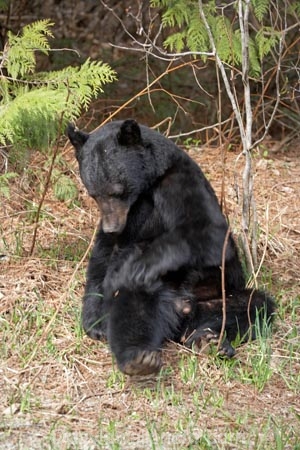 American-black-bear;animal;animals;B.C.;BC;bear;bears;Black-Bear;Black-Bears;British-Columbia;British-Columbian-Rockies;Canada;Canadian;Canadian-Cordillera;Canadian-Rockies;Canadian-Rocky-Mountain-Parks;la-Colombie_Britannique;mammal;mammals;natural;nature;North-America;North-American-Cordillera;North-American-Rocky-Mountains-Range;omnivore;omnivores;Rocky-Mountains;Rocky-Mountains-Range;Ursus-americanus;Wells-Gray-Park;Wells-Gray-Provincial-Park;Wells-Gray-Provincial-Pk;Western-Canada;Western-Cordillera;wildlife