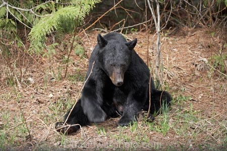 American-black-bear;animal;animals;B.C.;BC;bear;bears;Black-Bear;Black-Bears;British-Columbia;British-Columbian-Rockies;Canada;Canadian;Canadian-Cordillera;Canadian-Rockies;Canadian-Rocky-Mountain-Parks;la-Colombie_Britannique;mammal;mammals;natural;nature;North-America;North-American-Cordillera;North-American-Rocky-Mountains-Range;omnivore;omnivores;Rocky-Mountains;Rocky-Mountains-Range;Ursus-americanus;Wells-Gray-Park;Wells-Gray-Provincial-Park;Wells-Gray-Provincial-Pk;Western-Canada;Western-Cordillera;wildlife