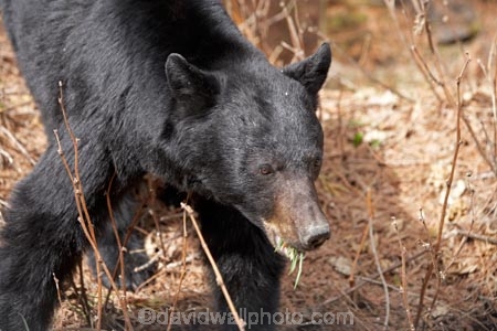 American-black-bear;animal;animals;B.C.;BC;bear;bears;Black-Bear;Black-Bears;British-Columbia;British-Columbian-Rockies;Canada;Canadian;Canadian-Cordillera;Canadian-Rockies;Canadian-Rocky-Mountain-Parks;la-Colombie_Britannique;mammal;mammals;natural;nature;North-America;North-American-Cordillera;North-American-Rocky-Mountains-Range;omnivore;omnivores;Rocky-Mountains;Rocky-Mountains-Range;Ursus-americanus;Wells-Gray-Park;Wells-Gray-Provincial-Park;Wells-Gray-Provincial-Pk;Western-Canada;Western-Cordillera;wildlife
