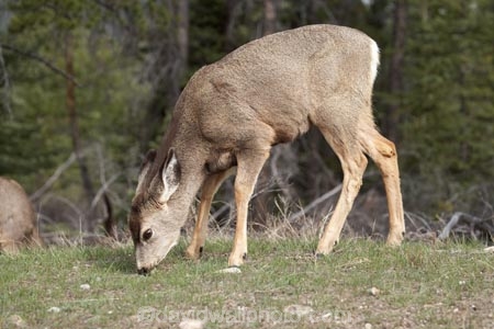AB;Alberta;Albertas-Rockies;animal;animals;babies;baby;blacktail;Canada;Canadian;Canadian-Cordillera;Canadian-Rockies;Canadian-Rocky-Mountain-Parks;Canadian-Rocky-Mountain-Parks-World-Heritage-Site;deer;fawn;fawns;Jasper-N.P.;Jasper-National-Park;Jasper-NP;mammal;mammals;mule-deer;North-America;North-American-Cordillera;North-American-Rocky-Mountains-Range;Odocoileus-hemionus;Rocky-Mountains;Rocky-Mountains-Range;Western-Canada;Western-Cordillera;wildlife
