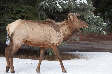 AB;Alberta;Albertas-Rockies;animal;animals;Banff;Banff-N.P.;Banff-National-Park;Banff-NP;Canada;Canadian;Canadian-Cordillera;Canadian-Rockies;Canadian-Rocky-Mountain-Parks;Canadian-Rocky-Mountain-Parks-World-Heritage-Site;Cervidae;Cervus-canadensis;deer;deers;elk;mammal;mammals;North-America;North-American-Cordillera;North-American-Rocky-Mountains-Range;Rocky-Mountains;Rocky-Mountains-Range;UN-world-heritage-area;UN-world-heritage-site;UNESCO-World-Heritage-area;UNESCO-World-Heritage-Site;united-nations-world-heritage-area;united-nations-world-heritage-site;wapiti;Western-Canada;Western-Cordillera;wildlife;world-heritage;world-heritage-area;world-heritage-areas;World-Heritage-Park;World-Heritage-site;World-Heritage-Sites