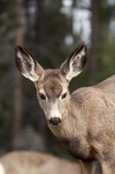 AB;Alberta;Albertas-Rockies;animal;animals;blacktail;Canada;Canadian;Canadian-Cordillera;Canadian-Rockies;Canadian-Rocky-Mountain-Parks;Canadian-Rocky-Mountain-Parks-World-Heritage-Site;deer;Jasper-N.P.;Jasper-National-Park;Jasper-NP;mammal;mammals;mule-deer;North-America;North-American-Cordillera;North-American-Rocky-Mountains-Range;Odocoileus-hemionus;Rocky-Mountains;Rocky-Mountains-Range;Western-Canada;Western-Cordillera;wildlife