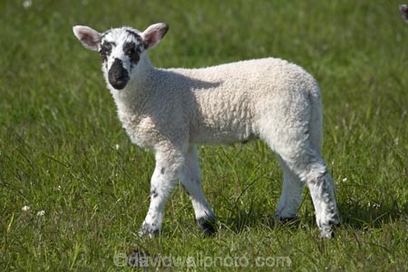 agricultural;agriculture;Animal;Animals;Britain;British-Isles;country;countryside;Craster;England;English;Europe;ewes;farm;Farm-animals;farming;farmland;farms;field;fields;G.B.;GB;Great-Britain;herbivore;herbivores;herbivorous;lamb;lambs;livestock;mammal;mammals;meadow;meadows;N.E.-England;NE-England;North-East-England;Northumberland;Outdoor;Outdoors;Outside;paddock;paddocks;pasture;pastures;rural;sheep;stock;U.K.;UK;United-Kingdom;white;wool;woolly;wooly