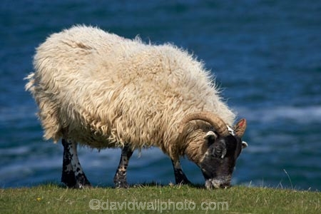 agricultural;agriculture;Animal;Animals;Britain;British-Isles;country;countryside;Craster;England;English;Europe;ewe;ewes;farm;Farm-animals;farming;farmland;farms;field;fields;G.B.;GB;Great-Britain;herbivore;herbivores;herbivorous;livestock;mammal;mammals;meadow;meadows;N.E.-England;NE-England;North-East-England;Northumberland;Outdoor;Outdoors;Outside;paddock;paddocks;pasture;pastures;rural;sheep;stock;U.K.;UK;United-Kingdom;white;wool;woolly;wooly