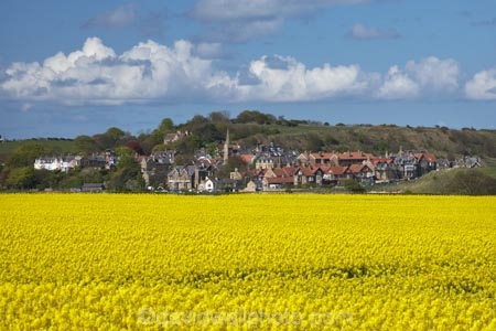 agricultural;agriculture;Bilton;Britain;British-Isles;country;countryside;crop;crops;England;English;Europe;farm;farming;farmland;farms;field;fields;G.B.;GB;Great-Britain;High-Buston;horticulture;meadow;meadows;N.E.-England;NE-England;North-East-England;Northumberland;paddock;paddocks;pasture;pastures;plant;plants;rape-field;rape-fields;rapeseed;rapeseed-field;rapeseed-fields;rapeseeds;rural;U.K.;UK;United-Kingdom;Warkworth;yellow;yellow-field;yellow-fields