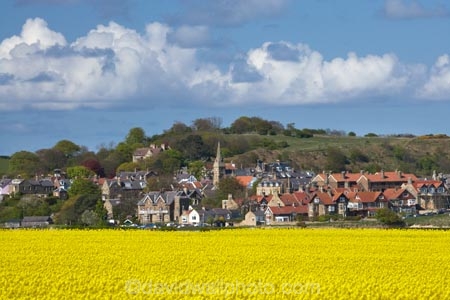 agricultural;agriculture;Bilton;Britain;British-Isles;country;countryside;crop;crops;England;English;Europe;farm;farming;farmland;farms;field;fields;G.B.;GB;Great-Britain;High-Buston;horticulture;meadow;meadows;N.E.-England;NE-England;North-East-England;Northumberland;paddock;paddocks;pasture;pastures;plant;plants;rape-field;rape-fields;rapeseed;rapeseed-field;rapeseed-fields;rapeseeds;rural;U.K.;UK;United-Kingdom;Warkworth;yellow;yellow-field;yellow-fields