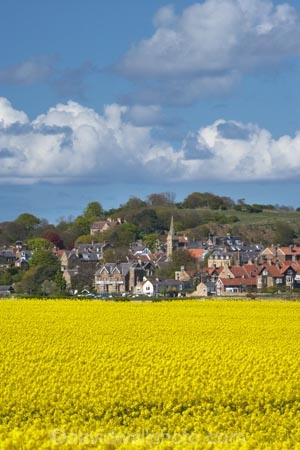 agricultural;agriculture;Bilton;Britain;British-Isles;country;countryside;crop;crops;England;English;Europe;farm;farming;farmland;farms;field;fields;G.B.;GB;Great-Britain;High-Buston;horticulture;meadow;meadows;N.E.-England;NE-England;North-East-England;Northumberland;paddock;paddocks;pasture;pastures;plant;plants;rape-field;rape-fields;rapeseed;rapeseed-field;rapeseed-fields;rapeseeds;rural;U.K.;UK;United-Kingdom;Warkworth;yellow;yellow-field;yellow-fields