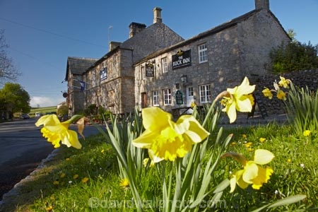 1874;ale-house;ale-houses;bar;bars;bloom;blooming;blooms;Britain;British-Isles;building;buildings;daffodil;daffodils;England;Europe;free-house;free-houses;fresh;G.B.;GB;Great-Britain;grow;growth;heritage;historic;historic-building;historic-buildings;historical;historical-building;historical-buildings;history;hotel;hotels;Malham;North-Yorkshire;Northern-England;old;place;places;pub;public-house;public-houses;pubs;renew;saloon;saloons;season;seasonal;seasons;spring;springtime;tavern;taverns;The-Buck-Inn;tradition;traditional;traditional-English-pub;traditional-English-pubs;U.K.;UK;United-Kingdom;Yorkshire;Yorkshire-Dales;Yorkshire-Dales-National-Park