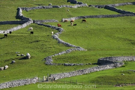 agricultural;agriculture;Britain;British-Isles;cattle;country;countryside;cow;cows;dry-stone-wall;dry-stone-walls;dry_stone-wall;dry_stone-walls;drystone-wall;drystone-walls;England;English-countryside;Europe;farm;farming;farmland;farms;fence;fence-line;fence-lines;fence_line;fence_lines;fenceline;fencelines;fences;field;fields;G.B.;GB;grass;Great-Britain;green;heritage;historic;livestock;Malham;meadow;meadows;North-Yorkshire;Northern-England;paddock;paddocks;pasture;pastures;rock-wall;rock-walls;rural;sheep;stock;stock-livestock;stone-fence;stone-fences;stone-wall;stone-walling;stone-wallings;stone-walls;tradition;traditional;U.K.;UK;United-Kingdom;Yorkshire;Yorkshire-countryside;Yorkshire-Dales;Yorkshire-Dales-National-Park;Yorkshire-Farm;Yorkshire-Farmland;Yorkshire-Farmlands;Yorkshire-Farms