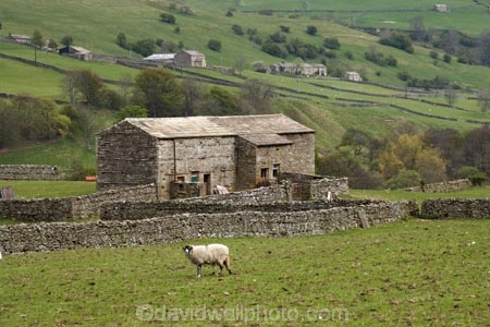 agricultural;agriculture;Britain;British-Isles;country;countryside;dry-stone-wall;dry-stone-walls;dry_stone-wall;dry_stone-walls;drystone-wall;drystone-walls;England;English-countryside;Europe;farm;Farm-Building;Farm-Buildings;Farm-Shed;Farm-Sheds;farming;farmland;farms;fence;fence-line;fence-lines;fence_line;fence_lines;fenceline;fencelines;fences;field;fields;G.B.;GB;grass;Great-Britain;green;heritage;historic;Ivelet;livestock;meadow;meadows;North-Yorkshire;Northern-England;paddock;paddocks;pasture;pastures;rock-wall;rock-walls;rural;Shearing-Shed;Shearing-Sheds;sheep;Sheep-Shed;Sheep-Sheds;stock;stone-building;stone-buildings;stone-farm-building;stone-farm-buildings;stone-fence;stone-fences;stone-wall;stone-walling;stone-wallings;stone-walls;Thwaite;tradition;traditional;U.K.;UK;United-Kingdom;Wool-Shed;Wool-Sheds;woolshed;woolsheds;Yorkshire;Yorkshire-countryside;Yorkshire-Dales;Yorkshire-Dales-National-Park;Yorkshire-Farm;Yorkshire-Farmland;Yorkshire-Farmlands;Yorkshire-Farms
