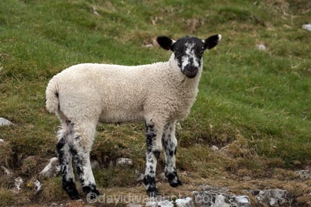 agricultural;agriculture;Animal;Animals;Britain;British-Isles;country;countryside;England;English-countryside;Europe;farm;Farm-animals;farming;farmland;farms;field;fields;G.B.;GB;Great-Britain;herbivore;herbivores;herbivorous;lamb;lambs;livestock;mammal;mammals;meadow;meadows;North-Yorkshire;Northern-England;paddock;paddocks;pasture;pastures;rural;sheep;stock;U.K.;UK;United-Kingdom;white;wool;woolly;wooly;Yorkshire;Yorkshire-countryside;Yorkshire-Dales;Yorkshire-Farm;Yorkshire-Farmland;Yorkshire-Farmlands;Yorkshire-Farms