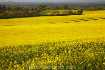 agricultural;agriculture;Britain;British-Isles;country;countryside;crop;crops;Cuckmere-Valley;East-Sussex;England;Europe;farm;farming;farmland;farms;field;fields;G.B.;GB;Great-Britain;horticulture;image;images;Lulington;meadow;meadows;Milton-Street;paddock;paddocks;pasture;pastures;photo;photos;plant;plants;rape-field;rape-fields;rapeseed;rapeseed-field;rapeseed-fields;rapeseeds;rural;South-East-England;Sussex;U.K.;UK;United-Kingdom;Wilmington;yellow;yellow-field;yellow-fields
