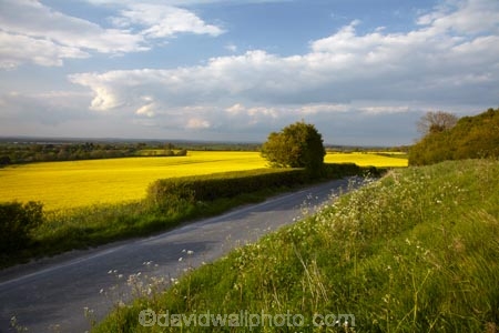 agricultural;agriculture;Britain;British-Isles;country;countryside;crop;crops;Cuckmere-Valley;East-Sussex;England;Europe;farm;farming;farmland;farms;field;fields;G.B.;GB;Great-Britain;horticulture;image;images;Lulington;meadow;meadows;Milton-Street;paddock;paddocks;pasture;pastures;photo;photos;plant;plants;rape-field;rape-fields;rapeseed;rapeseed-field;rapeseed-fields;rapeseeds;rural;South-East-England;Sussex;U.K.;UK;United-Kingdom;Wilmington;yellow;yellow-field;yellow-fields