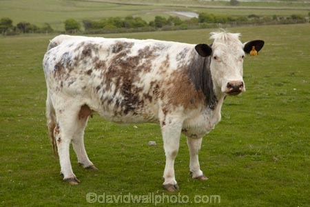 agricultural;agriculture;animal;animals;Britain;British-Isles;cattle;country;countryside;cow;cows;Cuckmere-Estuary;Cuckmere-Haven;dairy;dairy-cow;dairy-cows;dairy-farm;dairy-farming;dairy-farms;East-Sussex;England;Europe;farm;farming;farmland;farms;field;fields;G.B.;GB;grass;grassy;Great-Britain;Herbivore;Herbivores;Herbivorous;image;images;livestock;mammal;mammals;meadow;meadows;new-zealand;paddock;paddocks;pasture;pastures;photo;photos;rural;Seaford;South-East-England;stock;Sussex;U.K.;UK;United-Kingdom