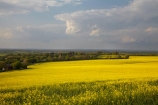 agricultural;agriculture;Britain;British-Isles;country;countryside;crop;crops;Cuckmere-Valley;East-Sussex;England;Europe;farm;farming;farmland;farms;field;fields;G.B.;GB;Great-Britain;horticulture;image;images;Lulington;meadow;meadows;Milton-Street;paddock;paddocks;pasture;pastures;photo;photos;plant;plants;rape-field;rape-fields;rapeseed;rapeseed-field;rapeseed-fields;rapeseeds;rural;South-East-England;Sussex;U.K.;UK;United-Kingdom;Wilmington;yellow;yellow-field;yellow-fields