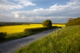 agricultural;agriculture;Britain;British-Isles;country;countryside;crop;crops;Cuckmere-Valley;East-Sussex;England;Europe;farm;farming;farmland;farms;field;fields;G.B.;GB;Great-Britain;horticulture;image;images;Lulington;meadow;meadows;Milton-Street;paddock;paddocks;pasture;pastures;photo;photos;plant;plants;rape-field;rape-fields;rapeseed;rapeseed-field;rapeseed-fields;rapeseeds;rural;South-East-England;Sussex;U.K.;UK;United-Kingdom;Wilmington;yellow;yellow-field;yellow-fields
