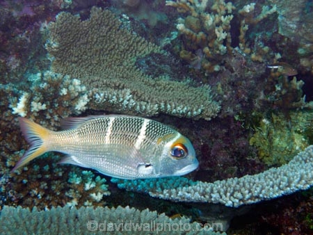 coral;corals;damselfish;damselfishes;diving;Fij;Fiji-Islands;fish;fishes;island;islands;Mamanuca-Is;Mamanuca-Islands;Mamanucas;Mana-Is;Mana-Island;marine;marine-life;marinelife;Mulloidichthys-vanicolensis;North-Reef;oceanlife;Pacific;scuba;scuba-diving;sealife;sergeant-fish;South-Pacific;table-coral;tropical-fish;under-water;under_water;undersea;underwater;underwater-photo;underwater-photography;underwater-photos