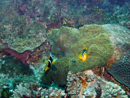 Amphiprion-chrysopterus;Amphiprion-clarkii;Anemonefishes;brain-coral;Clarks-anemonefish;Clarks-anemonefish;coast;coastal;coasts;coral;coral-reef;coral-reefs;corals;diving;Fij;Fiji;Fiji-Islands;fish;fishes;island;islands;Mamanuca-Group;Mamanuca-Is;Mamanuca-Island-Group;Mamanuca-Islands;Mamanucas;Mana-Is;Mana-Island;marine;marine-environment;marine-life;marinelife;Mulloidichthys-vanicolensis;North-Reef;ocean;oceanlife;Orange_Finned-Anemonefish;Orangefin-Anemonefish;Pacific;Pacific-Island;Pacific-Islands;reef;reefs;scuba;scuba-diving;sea;sealife;South-Pacific;tropical-fish;tropical-island;tropical-islands;tropical-reef;tropical-reefs;under-water;under_water;undersea;underwater;underwater-photo;underwater-photography;underwater-photos;water
