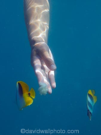 butterflyfish;Chaetodon-ulietensis;Chaetodontidae;coast;coastal;coasts;coral-reef;coral-reefs;dive;diver;divers;diving;Double-Saddle-Butterfly-fish;Double-Saddle-Butterflyfish;Doublesaddle-Butterfly-fish;Doublesaddle-Butterflyfish;False-Falcula-Butterfly-fish;False-Falcula-Butterflyfish;False-Furcula-Butterflyfish;feeding;Fij;Fiji;Fiji-Islands;fish;fishes;hand;hand-feeding;hand_feeding;island;islands;Malolo-Lailai-Is;Malolo-Lailai-Island;Malololailai-Is;Malololailai-Island;Mamanuca-Group;Mamanuca-Is;Mamanuca-Island-Group;Mamanuca-Islands;Mamanucas;marine;marine-life;marinelife;ocean;oceanlife;Pacific;Pacific-Double_saddle-Butterflyfish;Pacific-Island;Pacific-Islands;people;person;Plantation-Is;Plantation-Is-Resort;Plantation-Island;Plantation-Island-Resort;reef;reefs;Saddled-Butterfly-fish;Saddled-Butterflyfish;sea;sealife;snorkeller;snorkellers;snorkelling;South-Pacific;tourism;tourist;tourists;tropical-fish;tropical-island;tropical-islands;tropical-reef;tropical-reefs;under-water;under_water;undersea;underwater;underwater-photo;underwater-photography;underwater-photos;water