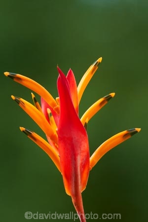 False-Bird_Of_Paradise;Fij;Fiji-Islands;flower;flowers;Heliconia-psittacorum;Heliconia-Psittacorum-Andromeda;Heliconia-Psittacorum_Andromeda;Heliconias;island;islands;Nadi;orange;Pacific;Parakeet-Flower;Parrots-Beak;Parrots-Flower;Parrots-Plantain;Psittacorum_Andromeda;red;South-Pacific;tropical-flower;tropical-flowers;Viti-levu