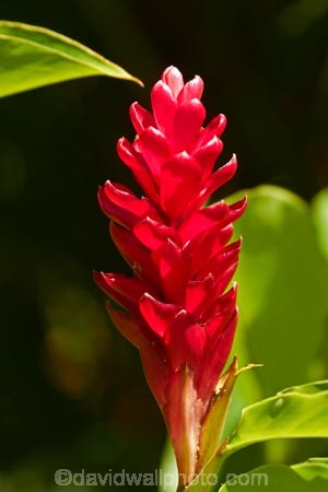 Alpinia-purpurata;Fij;Fiji-Islands;flower;flowers;island;islands;Nadi;Ostrich-Plume;Pacific;Pink-Cone-Ginger;red-flower;red-flowers;Red-Ginger-Flower;South-Pacific;tropical-flower;tropical-flowers;Viti-levu