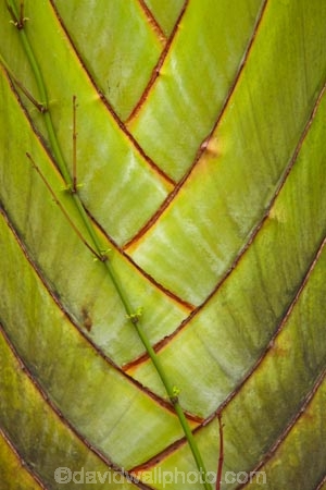 Coral-Coast;Fij;Fiji;Fiji-Islands;frond;fronds;green;Pacific;palm;palm-frond;palm-fronds;palm-tree;palm-trees;palms;pattern;patterns;South-Pacific;Viti-Levu
